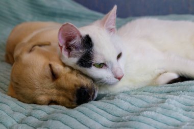 Küçük şirin labrador köpek yavrusu ve yatakta genç bir kedi. Evcil hayvanların dostluğu