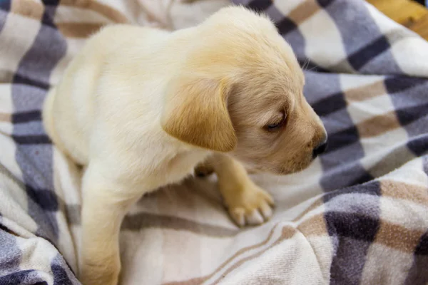 Mały Cute Labrador Retriever Szczeniak Kratę — Zdjęcie stockowe