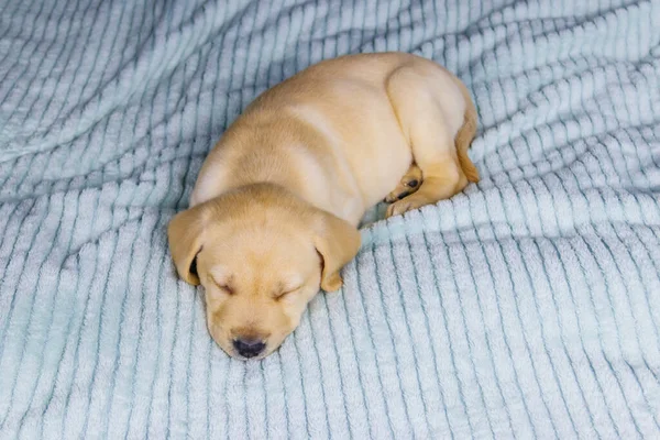 Mały Cute Labrador Retriever Szczeniak Śpi Łóżku — Zdjęcie stockowe