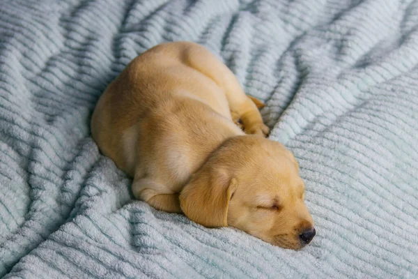 Pequeno Bonito Labrador Retriever Cachorro Cão Dormindo Uma Cama — Fotografia de Stock