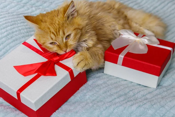 Gember Kat Met Geschenkdozen Een Bed — Stockfoto