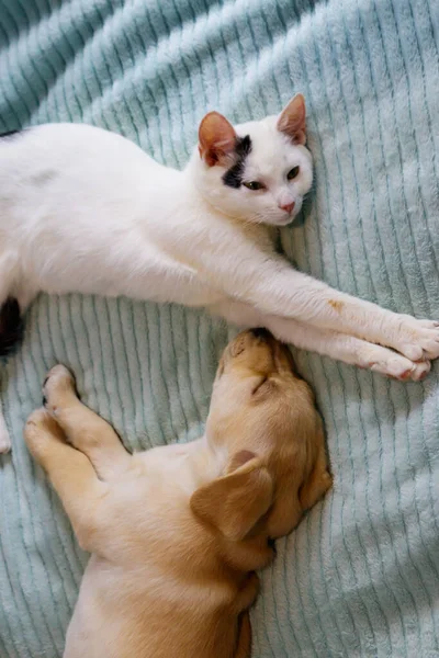 Pequeno Cão Bonito Labrador Retriever Cachorro Gato Jovem Uma Cama — Fotografia de Stock