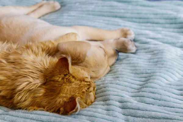 Pequeno Cão Bonito Labrador Retriever Cachorro Gato Jovem Uma Cama — Fotografia de Stock