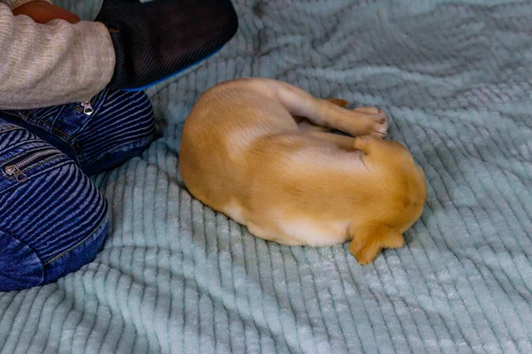 Férfi Egy Kisállat Ápoló Kesztyű Ecsettel Szőrme Labrador Retriever Kiskutya — Stock Fotó