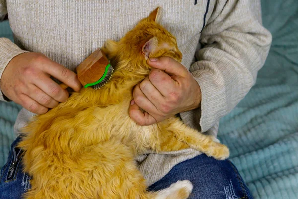 Man with a pet slicker brush brushing a fur of fluffy ginger cat