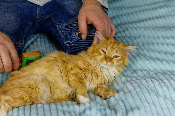 Man with a pet slicker brush brushing a fur of fluffy ginger cat