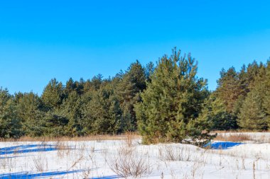 Kışın karlı çam ormanının manzarası