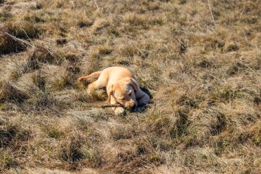 Tatlı labrador av köpeği çayırda sopayla oynuyor.