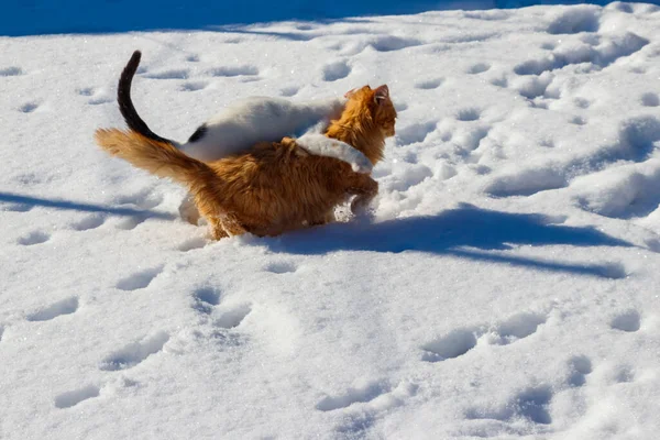 白い雪の中で遊ぶ二匹のかわいい猫 — ストック写真