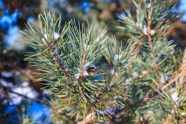 Dennenbomen Takken Bedekt Met Witte Sneeuw Winter — Stockfoto