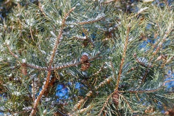 Dennenbomen Takken Bedekt Met Witte Sneeuw Winter — Stockfoto