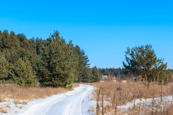 Kışın çam ormanlarında karlı kırsal yol