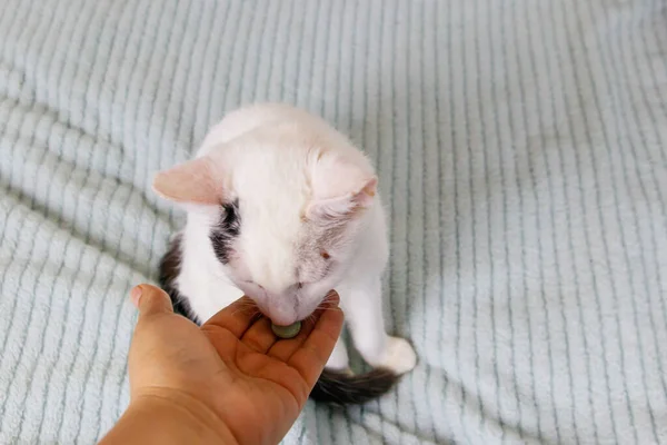 Білий Кіт Отримує Таблетку Від Жіночої Руки Концепція Прийому Ліків — стокове фото