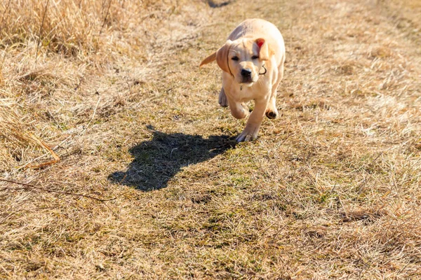 Roztomilý Labrador Retrívr Štěně Běží Louce — Stock fotografie