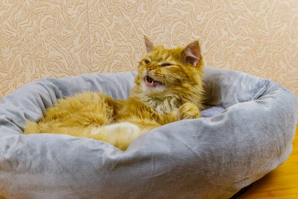 Zázvor Kočka Ležící Jeho Měkké Útulné Kočičí Posteli — Stock fotografie