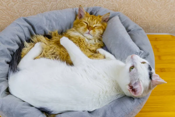 两只猫躺在柔软舒适的猫床上 — 图库照片