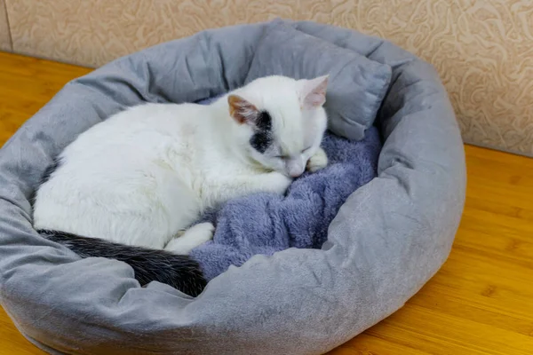 Bílá Kočka Ležící Jeho Měkké Útulné Kočičí Posteli — Stock fotografie