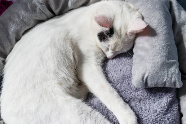 Λευκή Γάτα Ξαπλωμένη Στο Αναπαυτικό Κρεβάτι Της Γάτας — Φωτογραφία Αρχείου