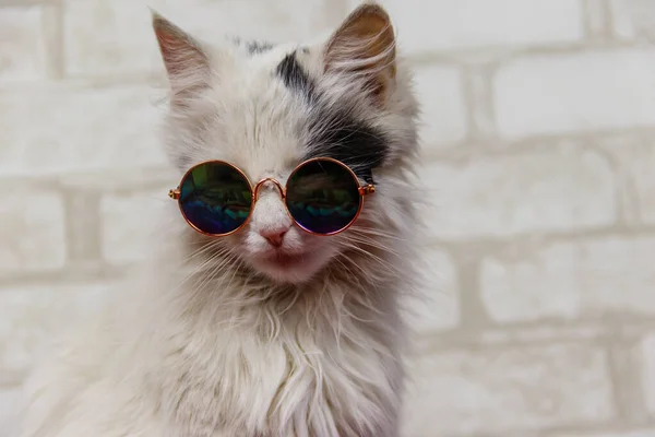 Portret Van Een Mooie Schattige Pluizige Kat Met Een Zonnebril — Stockfoto