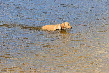 Suyun içinde oynayan sevimli labrador av köpeği.