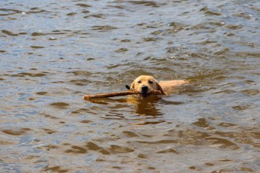 Şirin labrador av köpeği nehirde sopayla yüzüyor.