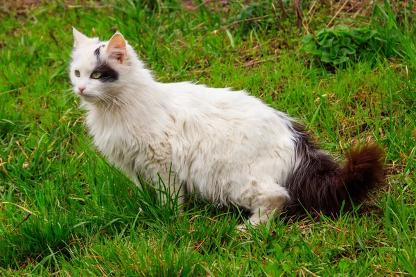 在草地上绿草中可爱的猫 — 图库照片