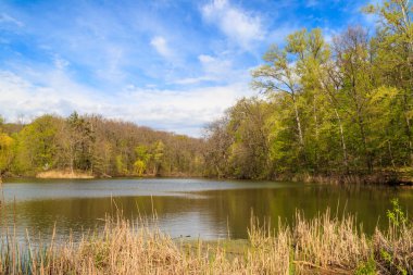 Yeşil bir ormanda güzel bir göl manzarası