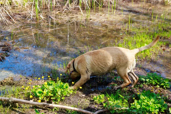Leuke Labrador Retriever Puppy Spelen Een Moeras — Stockfoto
