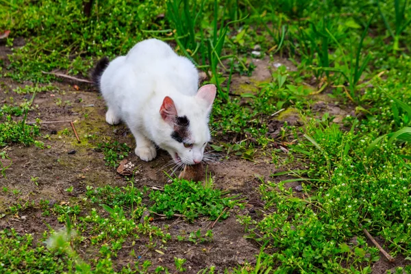Beyaz Kedi Çimenlerde Bir Fare Yakaladı — Stok fotoğraf