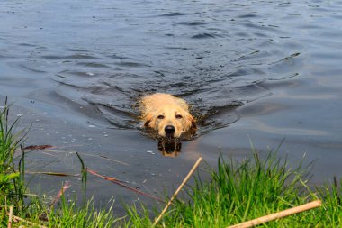 Şirin labrador av köpeği nehirde yüzüyor.