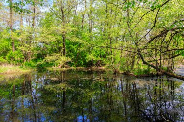 Yazın ormanda küçük bir nehir.
