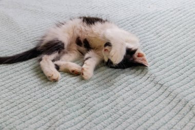 Evdeki yatakta güzel bir kedi