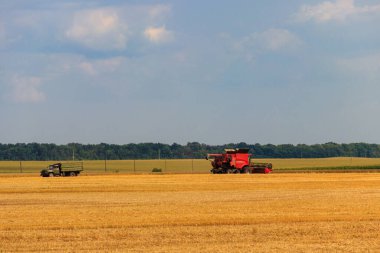 Buğday tarlasında çalışan hasat makinesini birleştirin. Buğday topluyorum. Tarım kavramı