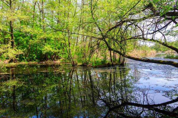 Μικρό Ποτάμι Στο Δάσος Καλοκαίρι — Φωτογραφία Αρχείου
