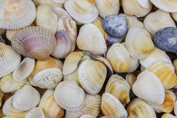 貝殻の背景 夏休みのコンセプト — ストック写真