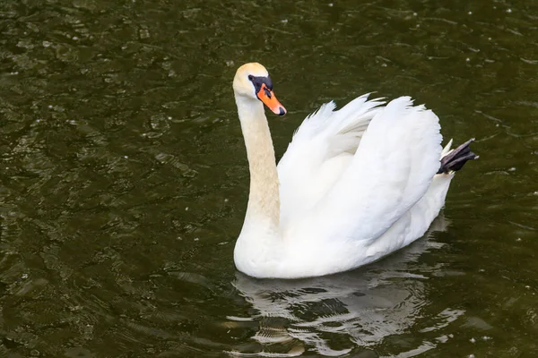 白い白鳥が湖を泳いでいる — ストック写真