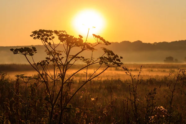 日の出に対する野生の花のシルエット 夏には野の花が咲く牧草地で美しい日の出 — ストック写真