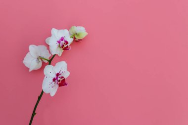 Pastel pembe arka planda bir dal orkide penisi. Üst görünüm, alanı kopyala