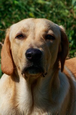 Genç ve şirin Labrador Retriever 'ın portresi.