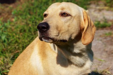 Genç ve şirin Labrador Retriever 'ın portresi.