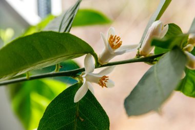 Apartmanın pencere eşiğinde çiçek açan limon ağacı