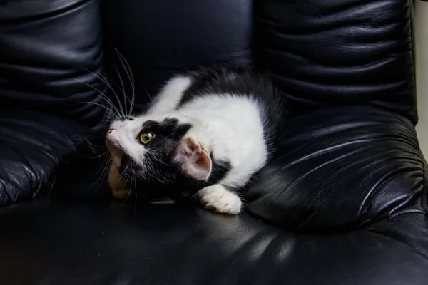 坐在黑色皮革扶手椅上的小猫 — 图库照片
