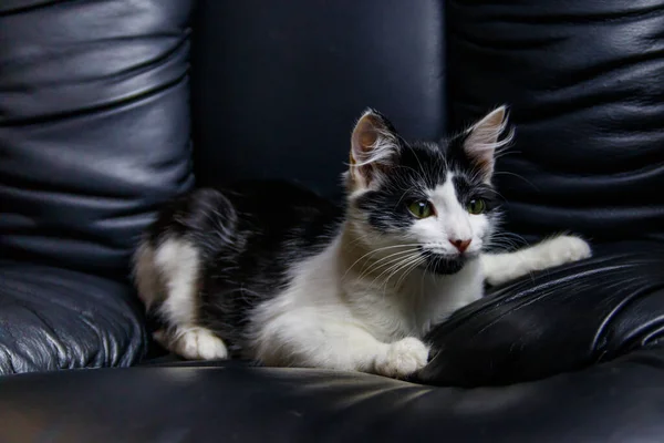 Gato Jovem Uma Poltrona Couro Preto — Fotografia de Stock