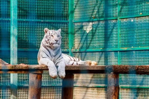 Porträt Des Weißen Tigers Panthera Tigris — Stockfoto