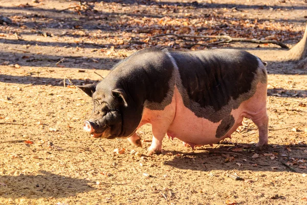 Big Pig Walking Farmyard — Stockfoto