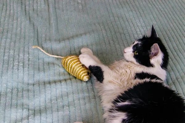 Schöne Katze Spielt Mit Einem Mäusespielzeug Auf Einem Bett — Stockfoto