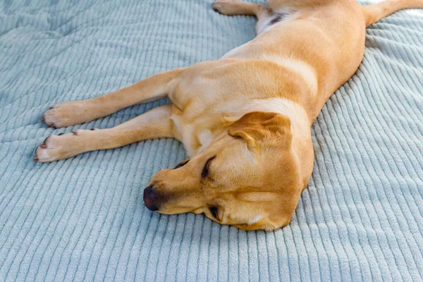 Cute Labrador Retriever Pies Leżący Łóżku — Zdjęcie stockowe