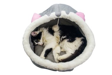 Beautiful cat lying in comfortable pet bed isolated on white background