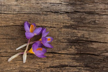 Kırsal ahşap arka planda mor kır çiçekleri. Bahar çiçekleri. Sevgililer Günü, Kadınlar Günü ve Anneler Günü için tebrik kartı. Üst görünüm, alanı kopyala