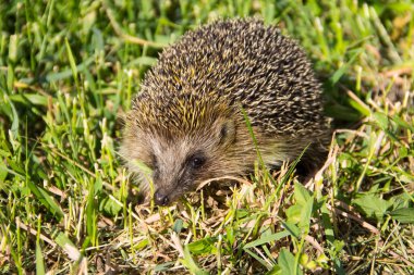 Yeşil çimenlerdeki genç dikenli kirpi